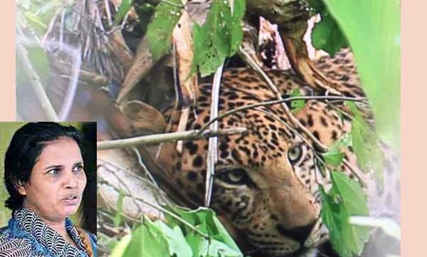 വേലിക്കരികെ പുലിയെ കണ്ട നായ പ്രസന്നയുടെ സാരിയില് കടിച്ചു വലിച്ചു... രക്ഷപെട്ടത് തലനാരിഴയ്ക്ക്