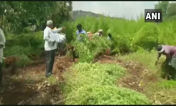 കര്ണാടകയില് വന് കഞ്ചാവ് വേട്ട; നാല് ഏക്കറിലെ കഞ്ചാവ് ചെടികള് നശിപ്പിച്ചു