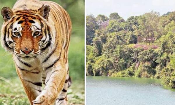 നെയ്യാര് ഡാമിലെ കൂട്ടില് നിന്നും രക്ഷപ്പെട്ട കടുവയെ കണ്ടെത്തി