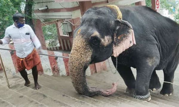 54 -ാംവയസ്സിലും 800 പടികള് ചവിട്ടി പഴനിമല ക്ഷേത്രത്തിലെത്തി കസ്തൂരി