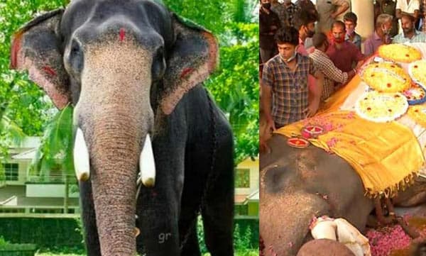 അമ്പലപ്പുഴ വിജയകൃഷ്ണന് ചികിത്സ വൈകിച്ചെന്ന് പരാതി: പാപ്പാന് പോലീസ് കസ്റ്റഡിയില്