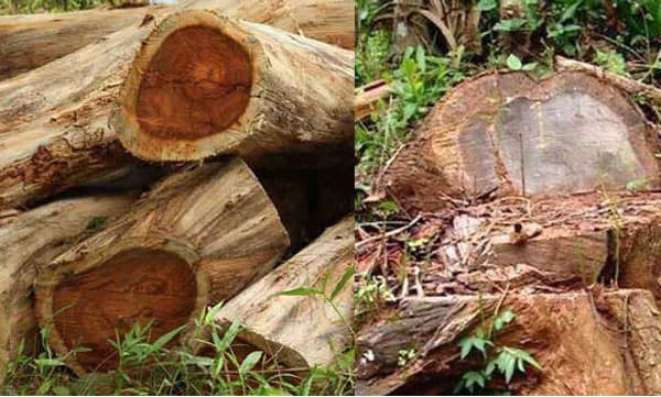 മുട്ടില് മരംമുറി: ഉന്നതര് കാണാപ്പുറത്ത്, പ്രതീക്ഷയായി കോടതി പരാമര്ശം; ഉദ്യോഗസ്ഥരുടെ ഒത്താശയ്ക്ക് അഗസ്റ്റിന് സഹോദരന്മാരുടെ കൈവശം നിര്ണായക തെളിവുകള് ?