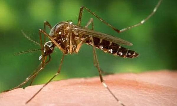 മഴക്കാല ആരോഗ്യത്തിന് ആയുര്വേദം