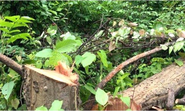 വയനാട്ടിലെ മരംകൊള്ള: മുന് കലക്ടര് ഇടഞ്ഞു, മുന്നറിയിപ്പ് നല്കിയ ഗവ. പ്ലീഡര്ക്ക് നോട്ടീസ്; ഡോ. അദീല അബ്ദുള്ളയെ ചൊടിപ്പിച്ചത് 'മംഗളം' വാര്ത്ത