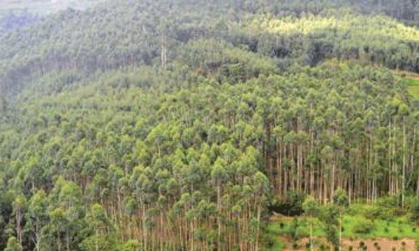 ബഫര്സോണില് ഭൂമിയില്ലാതെ മലയോര കര്ഷകര് ; പാട്ടക്കാരുടെ കയ്യിലിരിക്കുന്നത് അരലക്ഷം ഹെക്ടര് വനഭൂമി...!! തിരികെ പിടിക്കാന് വനംവകുപ്പിനും താല്പ്പര്യമില്ല