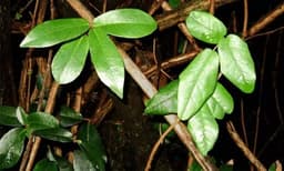 ഓന്തിന്റെ സ്വഭാവം ! പ്ലാവില് കയറിയാല് പ്ലാവില, മാവില് കയറിയാല് മാവില: വൈറലായി സസ്യലോകത്തെ വിചിത്ര ചെടി