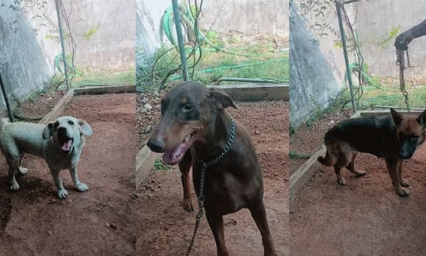 ഇനി ജീവിക്കാം സ്വതന്ത്രമായി ; നായ്ക്കള് മൂവരും ജയില് മോചിതരായി