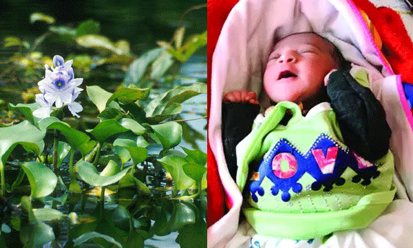 രണ്ടു ദിവസം പ്രായമുള്ള പെണ്കുഞ്ഞിനെ കുളത്തില് എറിഞ്ഞു; മുങ്ങിപ്പോകാതെ കാത്തത് പോള, ജീവതത്തിലേക്ക് തിരികെകയറി