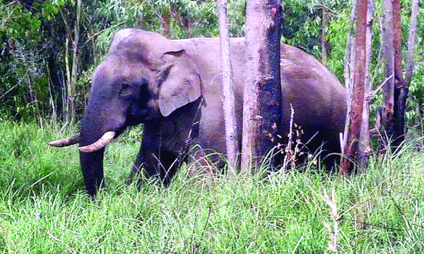 18 വര്ഷംകൊണ്ട് അരികൊമ്പന് തകര്ത്തത് 180 കെട്ടിടങ്ങള്; നൂറിലധികം പേരുടെ ഏക്കറു കണക്കിന് കൃഷിയും നശിപ്പിച്ചു ; വീടും റേഷന്കടയും ഏലം സ്റ്റോറും നശിപ്പിച്ചു