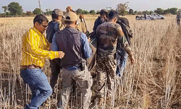 കുനോ ദേശീയ ഉദ്യാനത്തില് നിന്നും പുറത്ത് കടന്ന ചീറ്റയെ തിരികെ എത്തിച്ച് അധികൃതര്