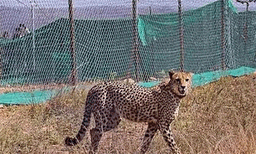 ദക്ഷിണാഫ്രിക്കയില് നിന്നെത്തിച്ച മൂന്നാമത്തെ ചീറ്റയും ചത്തു