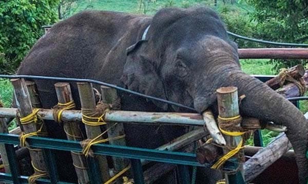 തമിഴ്നാട്ടില് കൂട്ടും കുടുംബവുമൊക്കെയായി ; രണ്ടു കുട്ടിയാനകള് ഉള്പ്പെടെ പത്തംഗ കാട്ടാനക്കൂട്ടത്തിനൊപ്പം അരിക്കൊമ്പന്