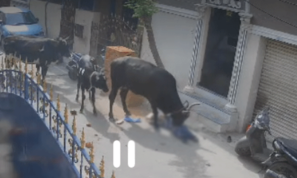 സ്കൂളില് നിന്നും മടങ്ങിയ പെണ്കുട്ടിയെ പശു ആക്രമിച്ചു ; കൊമ്പില് തൂക്കിയെറിഞ്ഞു, ഇടിച്ചുവീഴ്ത്തി, നിലത്തിട്ടു ചവിട്ടി ; ദൃശ്യം ഞെട്ടിക്കും...!