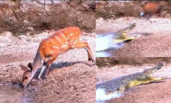 Deer escapes from crocodile (image source: Twitter)