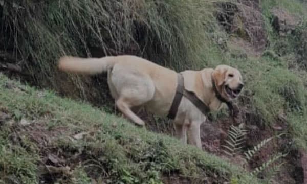 ജമ്മു കശ്മീരില് ഏറ്റുമുട്ടല്; രണ്ട് ജവാന്മാര്ക്ക് വീരമൃത്യു, ഭീകരനെ വധിച്ചു; സേനയിലെ നായയ്ക്കും ജീവഹാനി