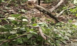 ചന്ദന മോഷണ സംഘത്തിലെ രണ്ട് പേർ അറസ്റ്റിൽ