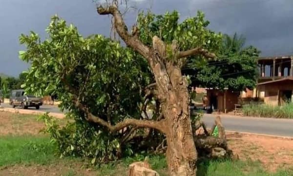 ഘാനയില് 300 വര്ഷം പഴക്കമുള്ള മരം വെട്ടിമാറ്റി: രോഗ ശാന്തി നല്കുന്ന മരം മുറിച്ചതില് പ്രതിഷേധിച്ച് നാട്ടുകാര്