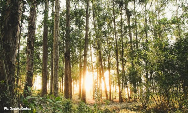 സ്വകാര്യ വ്യക്തികള്ക്കും ചന്ദനമരം മുറിച്ചു വില്പന നടത്താം, ചന്ദനത്തോട്ടം പ്രോത്സാഹിപ്പിക്കാന് വില്പന നടപടി ലഘൂകരിക്കും, നിയമ ഭേദഗതി സംസ്ഥാന പരിഗണനയിൽ