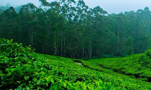 ചിന്നക്കനാല് ഇനി 'നല്ല നാടന് വനം' ; വനമേഖല നിശ്ചയിക്കുന്നത് സാധുതയുള്ള പട്ടയഭൂമി, റോഡുകള്, ലൈനുകള് എന്നിവ ഒഴിവാക്കി