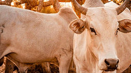 ക്ഷീരകര്ഷകയുടെ അഞ്ച് കറവപ്പശുക്കള് ഗുരുതരാവസ്ഥയില് ; തിന്നുന്ന കടകല് എന്ന പുല്ലിനത്തില് ചില മാസങ്ങളില് വിഷാംശമുള്ളതായി സൂചന