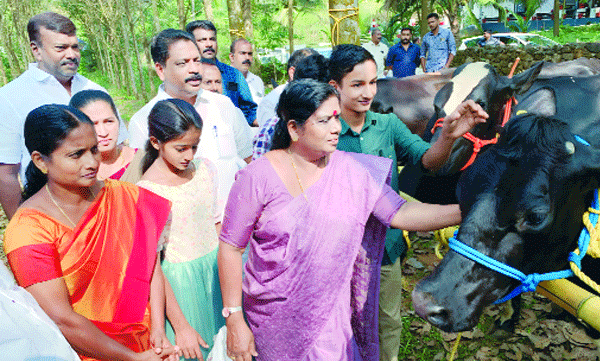 എച്ച്.എഫ്. ഇനത്തില്പ്പെട്ട ചെനയുള്ള അഞ്ച് പശുക്കളെ മൃഗസംരക്ഷണ വകുപ്പ് നല്കി ; വെള്ളിയാമറ്റത്തെ കുട്ടിക്കര്ഷകര്ക്ക് ആശ്വാസമേകി സംസ്ഥാന സര്ക്കാര്, പശുക്കളുമായി മന്ത്രി