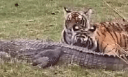 ഇങ്ങനെയൊരു കാഴ്ച അത് ആദ്യമായിരിക്കും: മുതലയെ വേട്ടയാടി ഭക്ഷിക്കുന്ന കടുവയും കുഞ്ഞുങ്ങളും