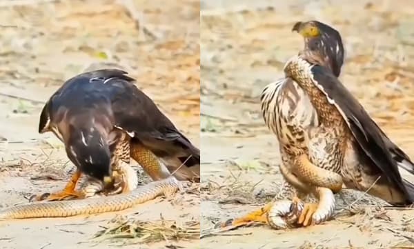 ആളറിഞ്ഞ് കളിക്കടാ: ആക്രമിക്കാന് എത്തിയ പരുന്തിനെ അകത്താക്കി പാമ്പ് : വീഡിയോ വൈറല്