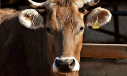 അരളി കഴിച്ച് ആറ് പശുക്കള് ചത്തു; സംഭവം നെയ്യാറ്റിന്കരയില്