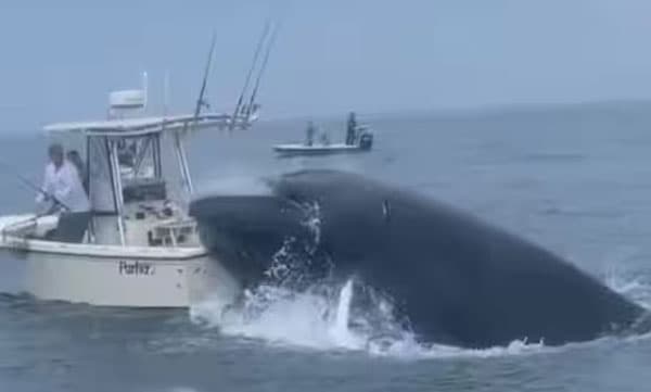 ചൂണ്ടയിട്ട് പിടിച്ച മീനെല്ലാം അകത്താക്കി: പിന്നാലെ ബോട്ട് മറിച്ച് കൂറ്റന് തിമിംഗലം, ഞെട്ടിക്കുന്ന ദൃശ്യങ്ങള് പുറത്ത്