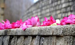 പുഷ്പങ്ങള് ശാന്തിയുടെ സന്ദേശവാഹകര്...