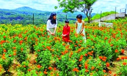 നയനമനോഹര കാഴ്ചയൊരുക്കി ഉറവപ്പാറയിലെ പൂപ്പാടം