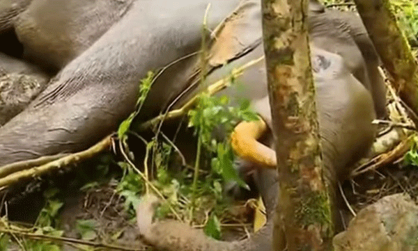ചക്കക്കൊമ്പന്റെ ആക്രമണത്തില് ചിന്നക്കനാലിലെ കൊമ്പന് മുറിവാലന് ചരിഞ്ഞു