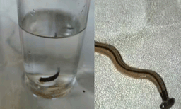 അമ്പലപ്പുഴയിൽ കുടിക്കാനെടുത്ത പൈപ്പ് വെള്ളത്തിൽ 'ചെവിപ്പാമ്പ് ; കണ്ടെത്തിയത് ഒരിഞ്ച് നീളമുള്ള പാമ്പിനെ
