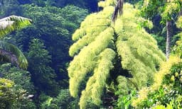 കണ്ണിനും മനസിനും കുളിര്മ സമ്മാനിച്ച് പനംകൂട്ടിയില് കുടപ്പനകള് പൂത്തുലഞ്ഞു