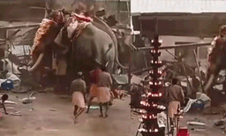 കൊയിലാണ്ടി ക്ഷേത്രത്തിലെ അപകടം; സ്ഫോടക വസ്തുക്കള് അലക്ഷ്യമായി കൈകാര്യം ചെയ്തതിന് കേസ്