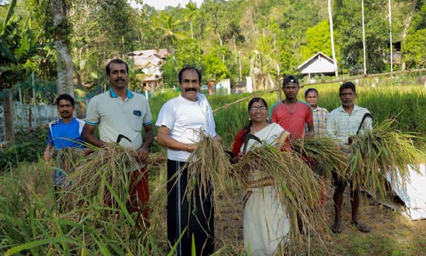 കൃഷിയിടത്ത് 20 അടി നീളവും 40 അടി വീതിയുമുള്ള യേശുദേവന്റെ പൂര്ണ്ണരൂപവും ; അജയകുമാര് വല്യുഴത്തിലിന്റെ കരനെല്ല് കൊയ്ത്തുല്സവം