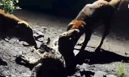 അമ്പടാ.. എന്നോടാ..കളി..: നാട്ടിലിറങ്ങിയ പുള്ളിപ്പുലിയെ തുരത്തിയോടിച്ച് തെരുവുനായ, വീഡിയോ വൈറല്