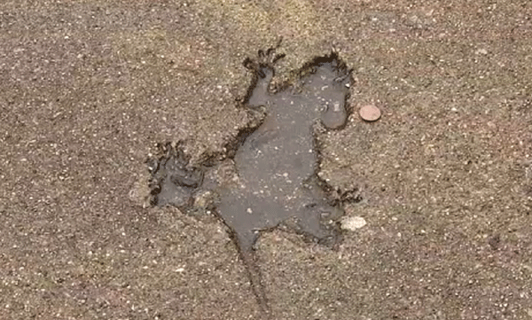 ദശാബ്ദങ്ങള്ക്ക് മുന്പ് കോണ്ക്രീറ്റില് പതിഞ്ഞ വിചിത്ര ജീവി ഏത്: ഒടുവില് ഉത്തരം കണ്ടെത്തി ഗവേഷകര്