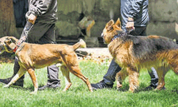 എംഡിഎംഎ , കഞ്ചാവ് കടത്ത് സംഘത്തെ പിടികൂടുന്നതിനായി ഡോഗ് സ്ക്വാഡ് പരിശോധന