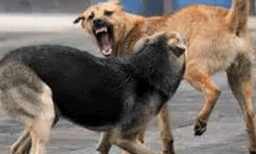 എന്യൂമറേഷൻ ഫോം പൂരിപ്പിച്ച് വാങ്ങാൻ വീട്ടിലെത്തിയ ബിഎൽഓയ്ക്ക് വളർത്തുനായയുടെ കടിയേറ്റു