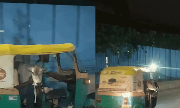 ഓട്ടോയില് യാത്ര ചെയ്യുന്ന പശുക്കിടാവ്! കാഴ്ച കണ്ട് അമ്പരന്ന് വിദേശി