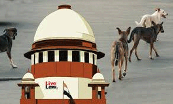 നായകളും പൂച്ചകളും ശത്രുക്കള്, പൂച്ചകളെ പ്രോത്സാഹിപ്പിക്കണം'; മൃഗസ്നേഹികളെ പരിഹസിച്ച് സുപ്രീംകോടതി