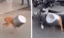 ഭക്ഷണപാത്രത്തില് തല കുടുങ്ങി: പരിഭ്രാന്തിയിലായ നായ തകര്ത്തത് ഗ്ലാസ് ഡോറും, ബൈക്കും