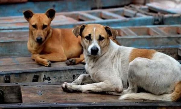 ഒരാഴ്ചയ്ക്കിടെ കൊന്നൊടുക്കിയത് 500 ലധികം തെരുവ് നായ്ക്കളെ ; തെലുങ്കാനയില് വന് വിവാദം പൊട്ടിപ്പുറപ്പെട്ടു
