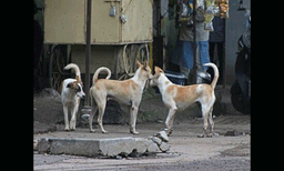 ലോറിയിൽ കിടന്നുറങ്ങിയ ഡ്രൈവറുടെ മുഖം കടിച്ച് കീറി തെരുവ് നായ ; വിരലിന്റെ അറ്റം കടിച്ചെടുത്തു; കീഴ് ചുണ്ട് രണ്ട് കഷണമായി