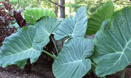 ആനച്ചെവിപോലെ വമ്പന് ഇലകള്: തായ്ലന്ഡില് അത്ഭുത സസ്യം