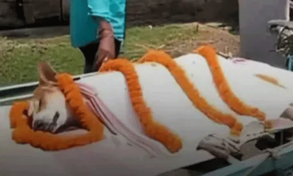 30 കുരുന്നകളെ രക്ഷിക്കാന് വിഷപ്പാമ്പിനോട് പോരാടി സ്വയം ബലിയായി: തെരുവ് നായ്ക്ക് കണ്ണീരോടെ വിടചൊല്ലി ഒരു ഗ്രാമം