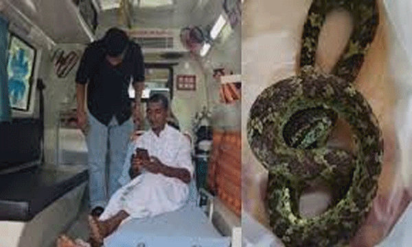 താമരശ്ശേരി പോത്തിനെ തീറ്റിക്കുന്നതിനിടെ മധ്യവയസ്കന് പാമ്പ് കടിയേറ്റു