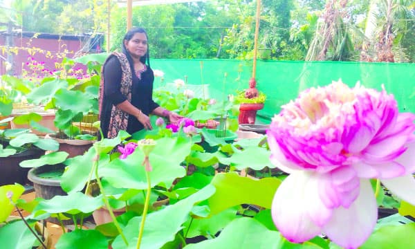 മയൂരി, പനിനീര് താമര ഇനങ്ങള്ക്ക് ദേശീയ അംഗീകാരം ; രജിസ്ട്രേഷന് നേടി തിരുവല്ല സ്വദേശി കെ.വി അജിത