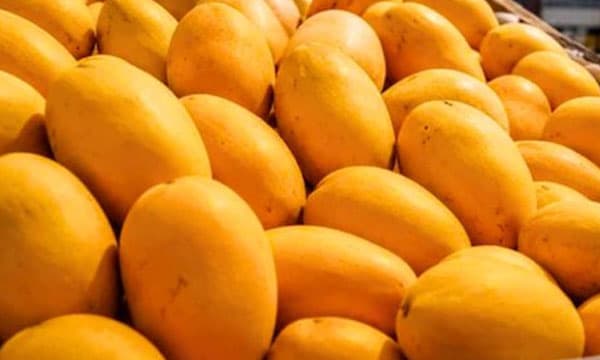 ആകെ പുഴുക്കളും കീടങ്ങളും, ഈച്ചയും ; വേപ്പര് ഹീറ്റ് ട്രീറ്റ്മെന്റ് നേരെചൊവ്വേയല്ല...ഇന്ത്യയിലെ മാമ്പഴം വേണ്ടെന്ന് വെച്ച് ജപ്പാന്; കര്ഷകര് ദുരിതത്തില്